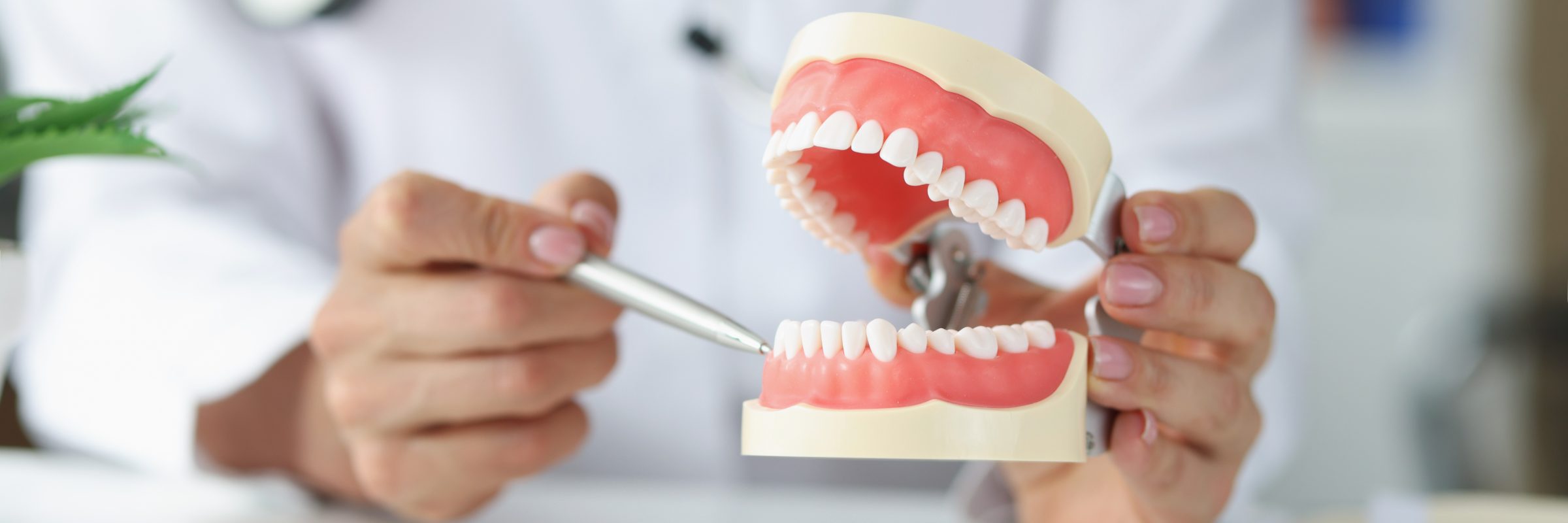 A dentist points to the front teeth on a model of the jaw